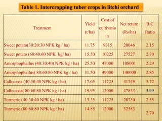 Treatment
Yield
(t/ha)
Cost of
cultivatio
n
Net return
(Rs/ha)
B:C
Ratio
Sweet potato(30:20:30 NPK kg / ha) 11.75 9315 20046 2.15
Sweet potato (60:40:60 NPK kg/ ha) 15.50 10225 27527 2.70
Amorphophallus (40:30:40) NPK kg / ha) 25.50 47000 108001 2.29
Amorphophallus( 80:60:80 NPK kg / ha) 31.50 49000 140000 2.85
Callocasia (40:30:40 NPK kg / ha) 17.65 11225 41749 3.72
Callocasia( 80:60:80 NPK kg / ha) 19.95 12000 47833 3.99
Turmeric (40:30:40 NPK kg / ha) 13.35 11225 28750 2.55
Turmeric (80:60:80 NPK kg / ha) 14.85 12000 32583
2.70
Table 1. Intercropping tuber crops in litchi orchard
 
