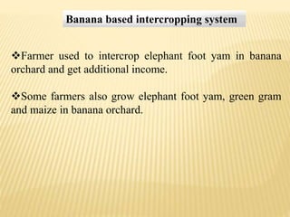 Farmer used to intercrop elephant foot yam in banana
orchard and get additional income.
Some farmers also grow elephant foot yam, green gram
and maize in banana orchard.
Banana based intercropping system
 