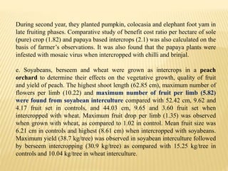 During second year, they planted pumpkin, colocasia and elephant foot yam in
late fruiting phases. Comparative study of benefit cost ratio per hectare of sole
(pure) crop (1.82) and papaya based intercrops (2.1) was also calculated on the
basis of farmer’s observations. It was also found that the papaya plants were
infested with mosaic virus when intercropped with chilli and brinjal.
e. Soyabeans, berseem and wheat were grown as intercrops in a peach
orchard to determine their effects on the vegetative growth, quality of fruit
and yield of peach. The highest shoot length (62.85 cm), maximum number of
flowers per limb (10.22) and maximum number of fruit per limb (5.82)
were found from soyabean interculture compared with 52.42 cm, 9.62 and
4.17 fruit set in controls, and 44.03 cm, 9.65 and 3.60 fruit set when
intercropped with wheat. Maximum fruit drop per limb (1.35) was observed
when grown with wheat, as compared to 1.02 in control. Mean fruit size was
6.21 cm in controls and highest (8.61 cm) when intercropped with soyabeans.
Maximum yield (38.7 kg/tree) was observed in soyabean interculture followed
by berseem intercropping (30.9 kg/tree) as compared with 15.25 kg/tree in
controls and 10.04 kg/tree in wheat interculture.
 