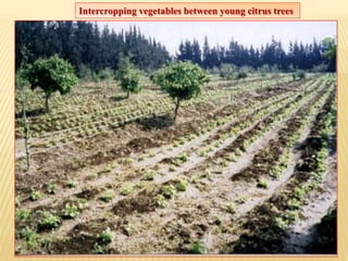 Intercropping vegetables between young citrus trees
 