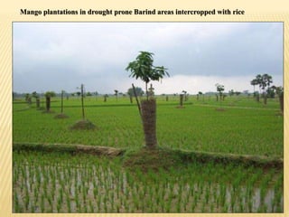 Mango plantations in drought prone Barind areas intercropped with rice
 