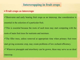 Intercropping in fruit crops
Fruit crops as intercrops
Short-term and early bearing fruit crops as an intercrop, due consideration is
essential in the selection of a particular fruit.
This is essential because the roots of such trees may start competing with the
roots of main fruit trees for nutrients and moisture.
The filler trees, unless removed at appropriate time when primary fruit trees
start giving economic crop, may create problems of low orchard efficiency.
 Wherever pineapple and strawberry can be grown, these may serve as an ideal
intercrop.
 