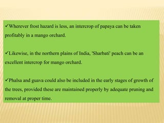 Wherever frost hazard is less, an intercrop of papaya can be taken
profitably in a mango orchard.
Likewise, in the northern plains of India, 'Sharbati' peach can be an
excellent intercrop for mango orchard.
Phalsa and guava could also be included in the early stages of growth of
the trees, provided these are maintained properly by adequate pruning and
removal at proper time.
 