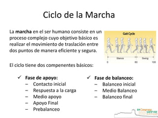 Ciclo de la Marcha
La marcha en el ser humano consiste en un
proceso complejo cuyo objetivo básico es
realizar el movimiento de traslación entre
dos puntos de manera eficiente y segura.
El ciclo tiene dos compenentes básicos:
 Fase de apoyo:
– Contacto inicial
– Respuesta a la carga
– Medio apoyo
– Apoyo Final
– Prebalanceo
 Fase de balanceo:
– Balanceo inicial
– Medio Balanceo
– Balanceo final
 