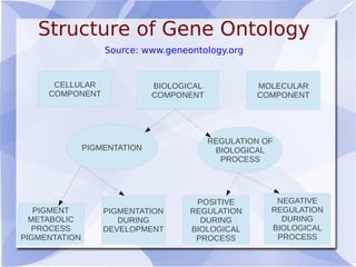 Structure of Gene Ontology
CELLULAR
COMPONENT
BIOLOGICAL
COMPONENT
MOLECULAR
COMPONENT
PIGMENT
METABOLIC
PROCESS
PIGMENTATION
PIGMENTATION
DURING
DEVELOPMENT
POSITIVE
REGULATION
DURING
BIOLOGICAL
PROCESS
NEGATIVE
REGULATION
DURING
BIOLOGICAL
PROCESS
PIGMENTATION
REGULATION OF
BIOLOGICAL
PROCESS
Source: www.geneontology.org
 