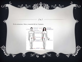 Es la estructura física y material del ser humano.