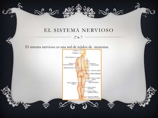 E L S I S T E M A N E RV I O S O
El sistema nervioso es una red de tejidos de neuronas.