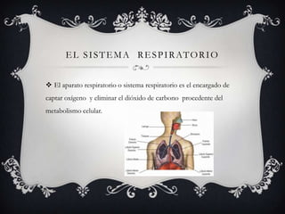 E L S I S T E M A R E S P I R AT O R I O
El aparato respiratorio o sistema respiratorio es el encargado de
captar oxígeno y eliminar el dióxido de carbono procedente del
metabolismo celular.