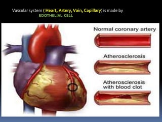 Vascular system ( Heart, Artery,Vain, Capillary) is made by
EDOTHELIAL CELL
 