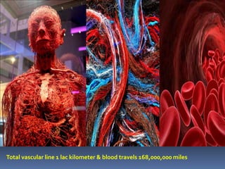 Total vascular line 1 lac kilometer & blood travels 168,000,000 miles
 