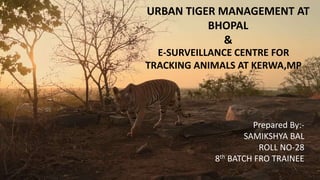 URBAN TIGER MANAGEMENT AT
BHOPAL
&
E-SURVEILLANCE CENTRE FOR
TRACKING ANIMALS AT KERWA,MP
Prepared By:-
SAMIKSHYA BAL
ROLL NO-28
8th BATCH FRO TRAINEE
 