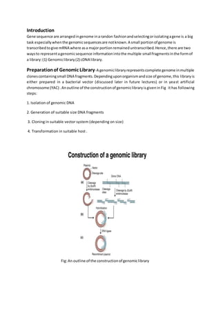 Introduction
Gene sequence are arrangedingenome inarandon fashionandselectingorisolatingagene is a big
task especiallywhenthe genomicsequencesare notknown.A small portionof genome is
transcribedtogive mRNA where asa major portionremaineduntranscribed.Hence,there are two
waysto representagenomicsequence informationintothe multiple smallfragmentsinthe formof
a library:(1) Genomiclibrary(2) cDNA library.
Preparationof Genomic Library-A genomiclibraryrepresentscomplete genome inmultiple
clonescontainingsmall DNA fragments.Dependinguponorganismandsize of genome,this libraryis
either prepared in a bacterial vector (discussed later in future lectures) or in yeast artificial
chromosome (YAC) .Anoutline of the constructionof genomiclibraryisgivenin Fig it has following
steps:
1. Isolation of genomic DNA
2. Generation of suitable size DNA fragments
3. Cloning in suitable vector system (depending on size)
4. Transformation in suitable host .
Fig:An outline of the constructionof genomiclibrary
 