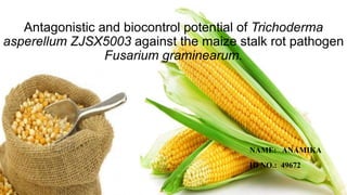 Antagonistic and biocontrol potential of Trichoderma
asperellum ZJSX5003 against the maize stalk rot pathogen
Fusarium graminearum.
NAME: ANAMIKA
ID NO.: 49672
 