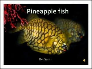 Pineapple fish By: Sami 
