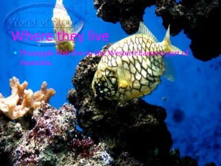 Where they livePineapple Fish live in the Western Eastern part of Australia.