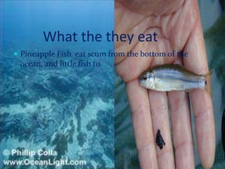          What the they eatPineapple Fish  eat scum from the bottom of the ocean, and little fish to.