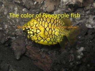    The color of Pineapple fishMost Pineapple fish are black and yellow.