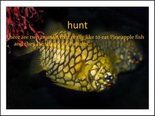 hunthere are two animals that really like to eat Pineapple fish and they are sharks and whales.