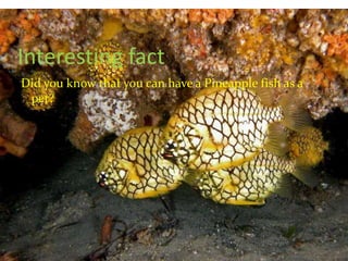 Interesting factDid you know that you can have a Pineapple fish as a pet?