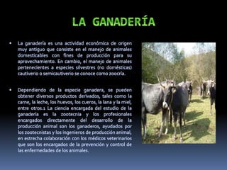 La ganadería es una actividad económica de origen
muy antiguo que consiste en el manejo de animales
domesticables con fines de producción para su
aprovechamiento. En cambio, el manejo de animales
pertenecientes a especies silvestres (no domésticas)
cautiverio o semicautiverio se conoce como zoocría.
 Dependiendo de la especie ganadera, se pueden
obtener diversos productos derivados, tales como la
carne, la leche, los huevos, los cueros, la lana y la miel,
entre otros.1 La ciencia encargada del estudio de la
ganadería es la zootecnia y los profesionales
encargados directamente del desarrollo de la
producción animal son los ganaderos, ayudados por
los zootecnistas y los ingenieros de producción animal,
en estrecha colaboración con los médicos veterinarios
que son los encargados de la prevención y control de
las enfermedades de los animales.
 