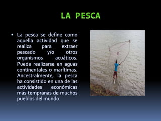  La pesca se define como
aquella actividad que se
realiza para extraer
pescado y/o otros
organismos acuáticos.
Puede realizarse en aguas
continentales o marítimas.
Ancestralmente, la pesca
ha consistido en una de las
actividades económicas
más tempranas de muchos
pueblos del mundo
 