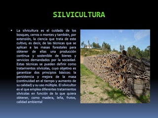  La silvicultura es el cuidado de los
bosques, cerros o montes y también, por
extensión, la ciencia que trata de este
cultivo; es decir, de las técnicas que se
aplican a las masas forestales para
obtener de ellas una producción
continua y sostenible de bienes y
servicios demandados por la sociedad.
Estas técnicas se pueden definir como
tratamientos silvícolas, cuyo objetivo es
garantizar dos principios básicos: la
persistencia y mejora de la masa
(continuidad en el tiempo y aumento de
su calidad) y su uso múltiple. El silvicultor
es el que emplea diferentes tratamientos
silvícolas en función de lo que quiera
obtener, como madera, leña, frutos,
calidad ambiental
 