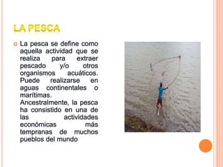  La pesca se define como
aquella actividad que se
realiza para extraer
pescado y/o otros
organismos acuáticos.
Puede realizarse en
aguas continentales o
marítimas.
Ancestralmente, la pesca
ha consistido en una de
las actividades
económicas más
tempranas de muchos
pueblos del mundo
 