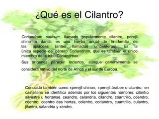 ¿Qué es el Cilantro?
Coriandrum sativum, llamado popularmente cilantro, perejil
chino o dania, es una hierba anual de la familia de
las apiáceas (antes llamadas umbelíferas). Es la
única especie del género Coriandrum, que es también el único
miembro de la tribu Coriandreae.
Sus orígenes parecen inciertos, aunque generalmente se
considera nativo del norte de África y el sur de Europa.
Conocido también como «perejil chino», «perejil árabe» o cilantro, en
castellano se identifica además por los siguientes nombres: cilantro
silvestre u hortense, ceandro, celandria, cilandro, coantrillo, coendro,
coentro, coentro das hortas, colentro, coriandro, cuantrillo, culantro,
jilantro, salandria y xendro.
 