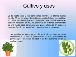 Cultivo y usos
Es de hábito anual y bajo condiciones normales, el cilantro alcanza
de 40 a 60 cm de altura. Se da bien en suelos flojos y permeables y
en climas templados o de montaña en la zona tropical. Aunque es
bastante resistente al frío, no sobrevive en terrenos encharcados.
Es una hierba poco complicada que puede plantarse en jardines o
macetas. Sus flores, pequeñas y blancas aparecen en verano.
Las semillas se siembran en hileras, a 30 cm unas de otras,
poniéndolas a 1 cm de profundidad; a más profundidad no
germinan pues necesitan claridad. A las tres semanas brotan las
plantas y hojas.
 
