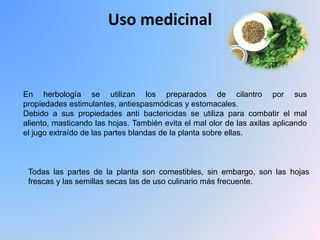Uso medicinal
En herbología se utilizan los preparados de cilantro por sus
propiedades estimulantes, antiespasmódicas y estomacales.
Debido a sus propiedades anti bactericidas se utiliza para combatir el mal
aliento, masticando las hojas. También evita el mal olor de las axilas aplicando
el jugo extraído de las partes blandas de la planta sobre ellas.
Todas las partes de la planta son comestibles, sin embargo, son las hojas
frescas y las semillas secas las de uso culinario más frecuente.
 