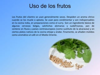 Uso de los frutos
Los frutos del cilantro se usan generalmente secos. Despiden un aroma cítrico
cuando se los muele o aplasta. Se usan para condimentar y son indispensables
en la cocina india, en preparaciones como el curry. Son un ingrediente básico de
algunas cervezas belgas, salchichas alemanas y sudafricanas, pan de
centeno en Rusia y países centroeuropeos (como sustituto de la alcaravea) y en
ciertos platos nativos de la cocina etíope y árabe. Finamente, se añaden molidos
como aromático al café en el Medio Oriente.
 
