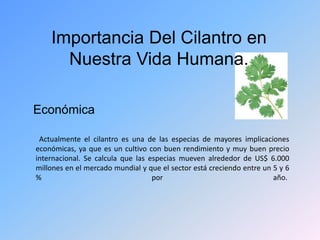 Importancia Del Cilantro en
Nuestra Vida Humana.
Económica
Actualmente el cilantro es una de las especias de mayores implicaciones
económicas, ya que es un cultivo con buen rendimiento y muy buen precio
internacional. Se calcula que las especias mueven alrededor de US$ 6.000
millones en el mercado mundial y que el sector está creciendo entre un 5 y 6
% por año.
 