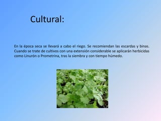 Cultural:
En la época seca se llevará a cabo el riego. Se recomiendan las escardas y binas.
Cuando se trate de cultivos con una extensión considerable se aplicarán herbicidas
como Linurón o Prometrina, tras la siembra y con tiempo húmedo.
 