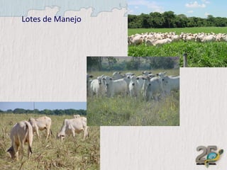 Lotes de Manejo

 