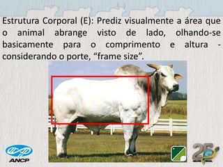 Estrutura Corporal (E): Prediz visualmente a área que
o animal abrange visto de lado, olhando-se
basicamente para o comprimento e altura considerando o porte, “frame size”.

 
