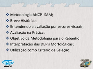  Metodologia ANCP- SAM;
 Breve Histórico;
 Entendendo a avaliação por escores visuais;
 Avaliação na Prática;
 Objetivo da Metodologia para o Rebanho;
 Interpretação das DEP’s Morfológicas;
 Utilização como Critério de Seleção.

 