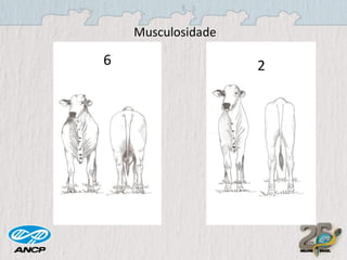 Musculosidade

6

2

 