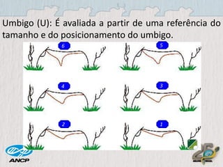 Umbigo (U): É avaliada a partir de uma referência do
tamanho e do posicionamento do umbigo.
6

5

4

3

2

1

 
