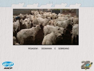 PESAGEM :

DESMAMA

E

SOBREANO

 