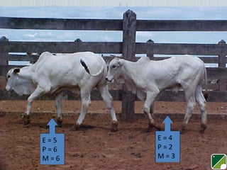 E=5
P=6
M=6

E=4
P=2
M=3

 