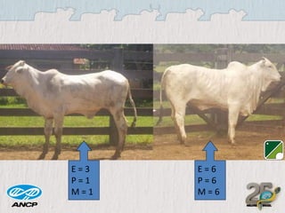 E=3
P=1
M=1

E=6
P=6
M=6

 