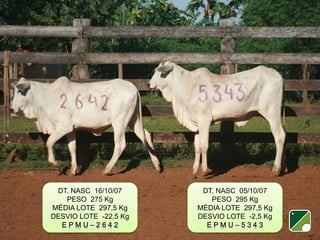 DT. NASC 16/10/07
PESO 275 Kg
MÉDIA LOTE 297,5 Kg
DESVIO LOTE -22,5 Kg

DT. NASC 05/10/07
PESO 295 Kg
MÉDIA LOTE 297,5 Kg
DESVIO LOTE -2,5 Kg

 
