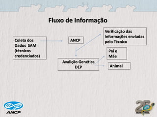 Fluxo de Informação
Coleta dos
Dados SAM
(técnicos
credenciados)

ANCP

Verificação das
informações enviadas
pelo Técnico
Pai e
Mãe

Avalição Genética
DEP

Animal

 