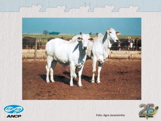 Foto: Agro Jacarezinho

 