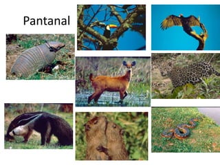 Pantanal
 