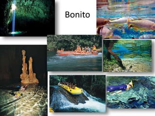 Bonito
 