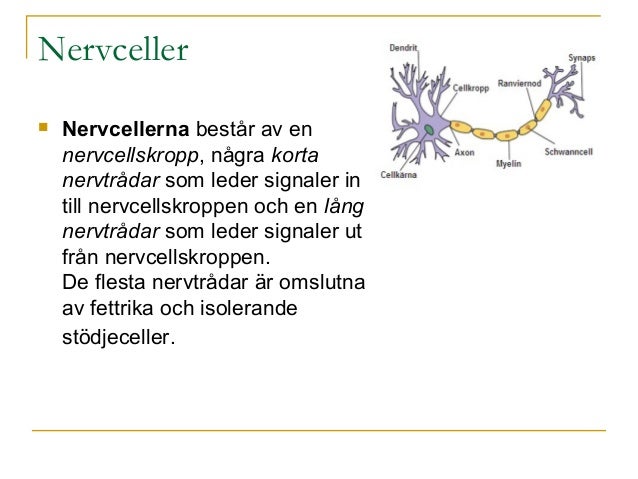 Hur är En Nervcell Uppbyggd