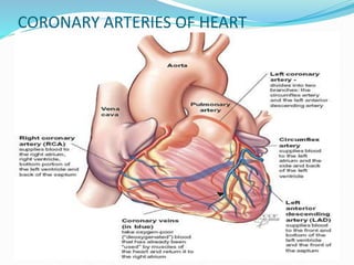 CORONARY ARTERIES OF HEART
 
