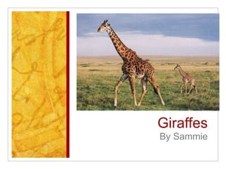 Giraffes
By Sammie
 