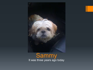 Sammy
It was three years ago today
 